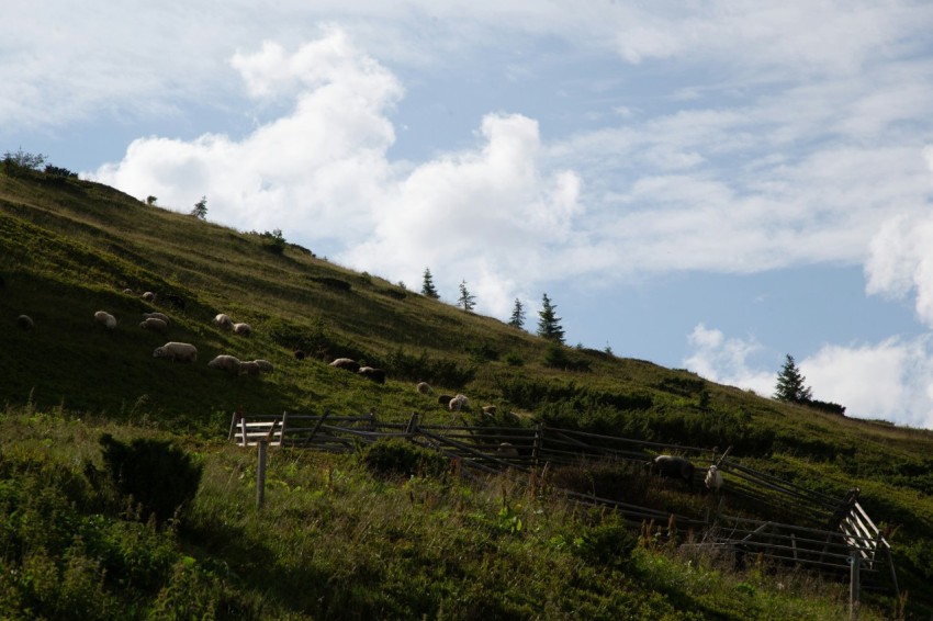 a grassy hill with sheep grazing on it