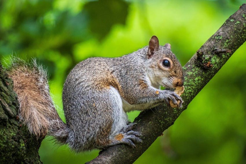 a squirrel is sitting on a tree branch