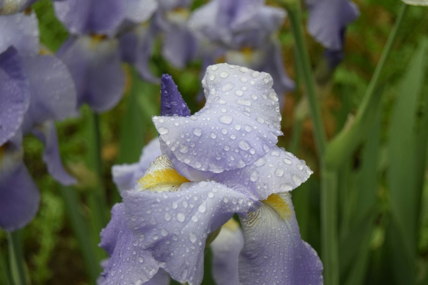 a bunch of purple flowers with water droplets on them