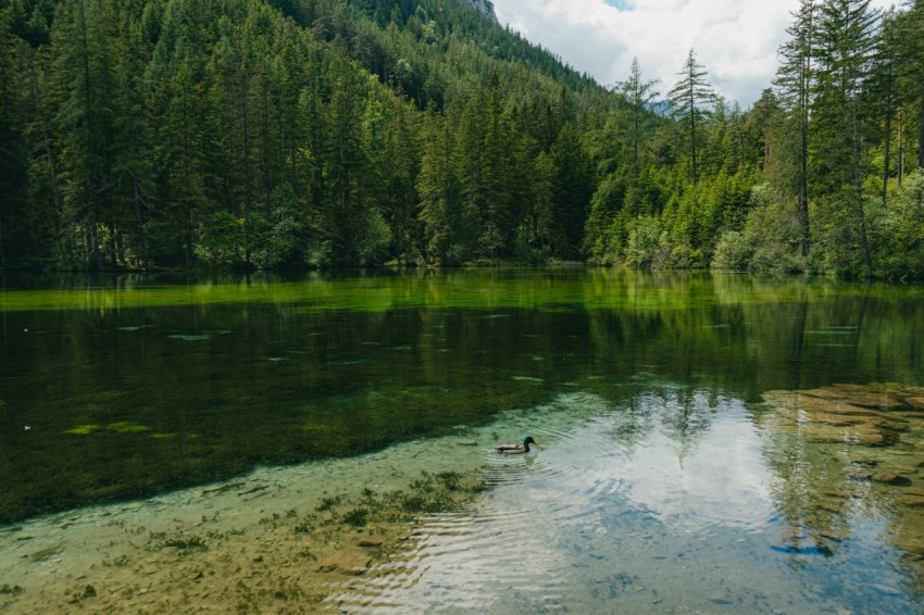 a body of water surrounded by a forest vJkK