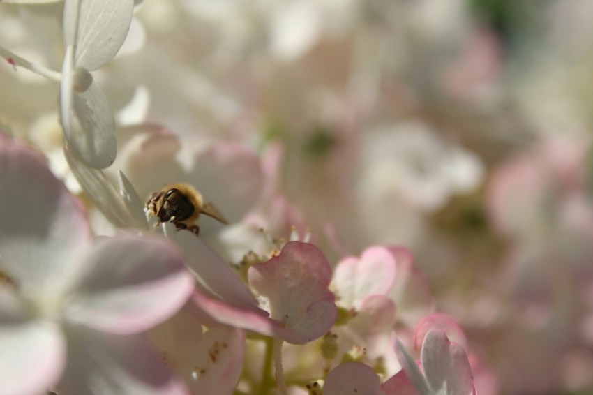 a bee sitting on top of a white flower