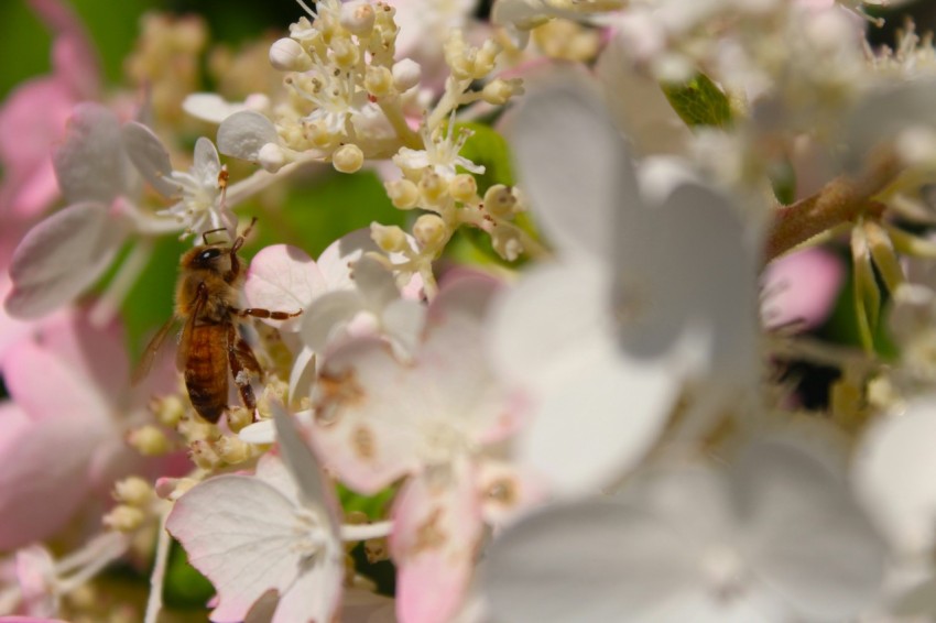 a close up of a flower with a bee on it