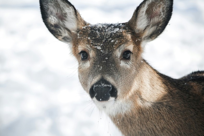 a close up of a deer in the snow