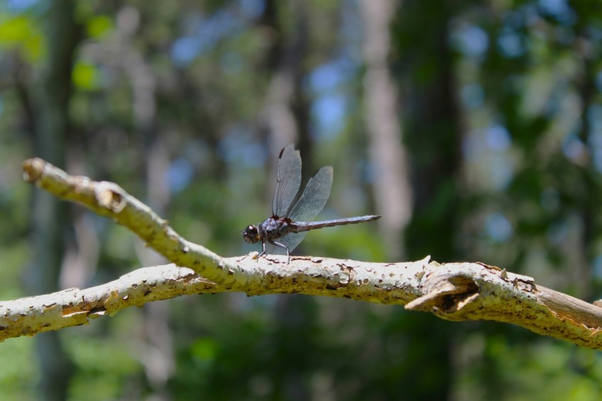 a dragon flys across a tree branch in a forest