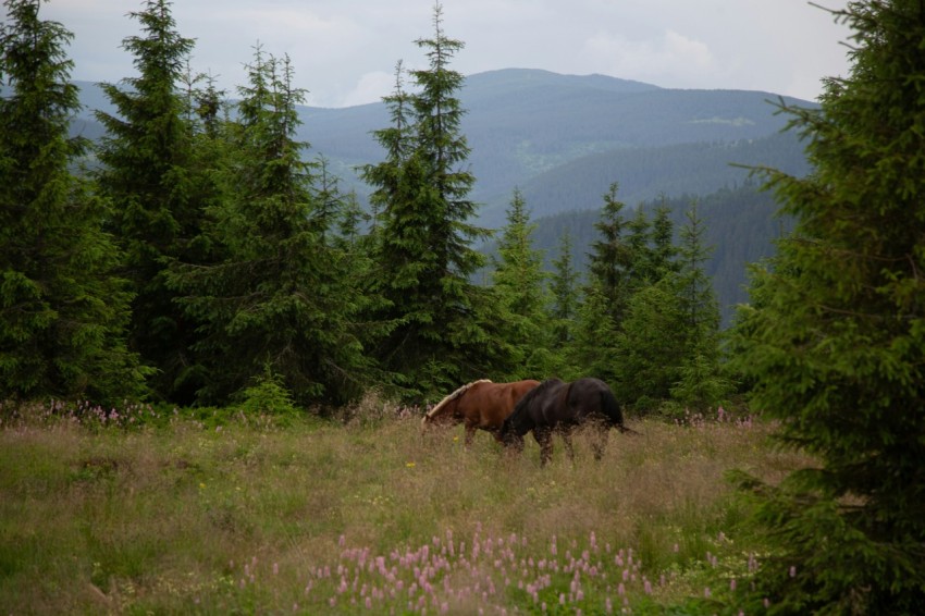 a horse grazing in a field of tall grass