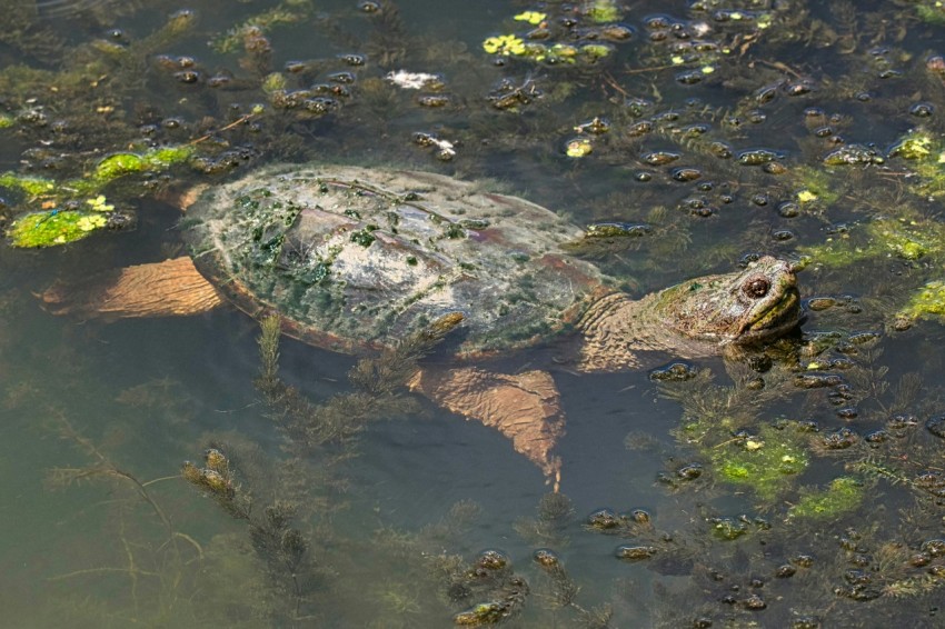 a turtle is swimming in a pond full of algae