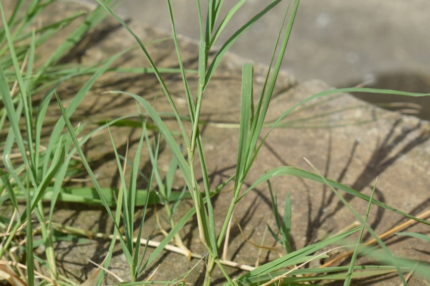 a small bird sitting on a rock in the grass