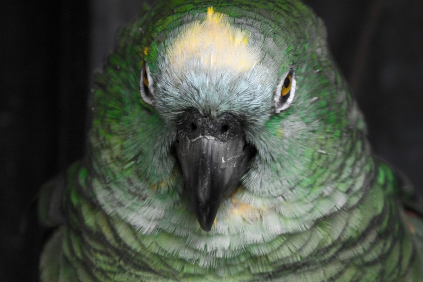 a close up of a green and yellow parrot