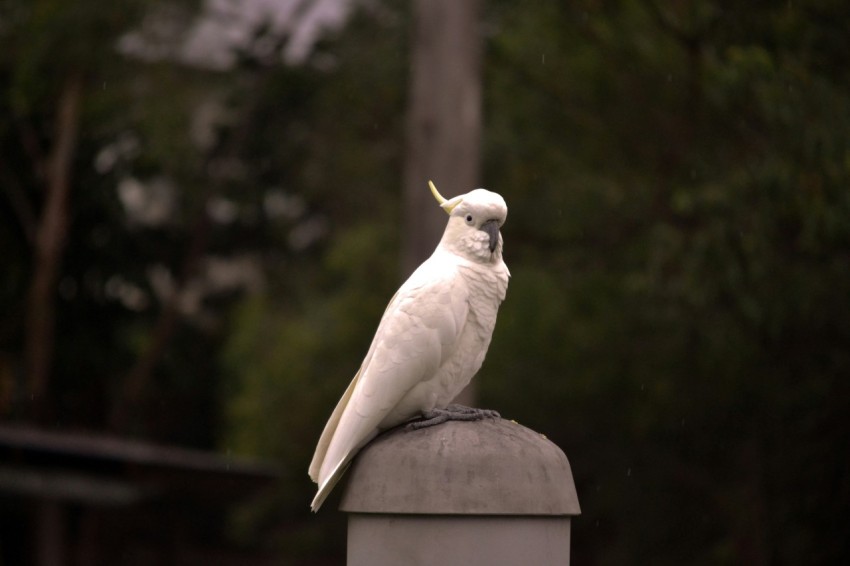 a white bird is sitting on top of a post