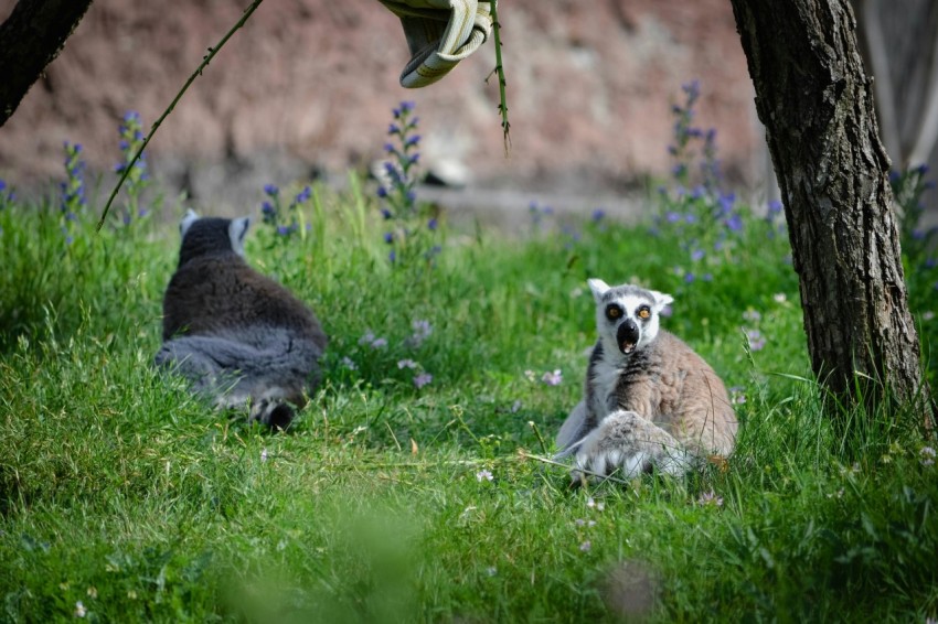 a couple of animals that are sitting in the grass