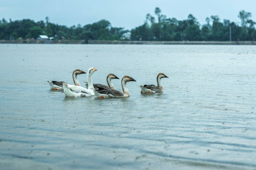 a flock of ducks floating on top of a lake