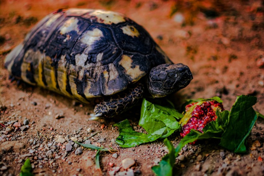 a tortoise eating leaves on the ground