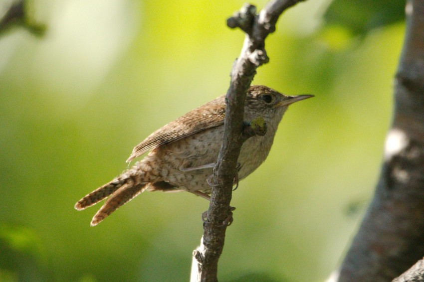 a small bird perched on a tree branch