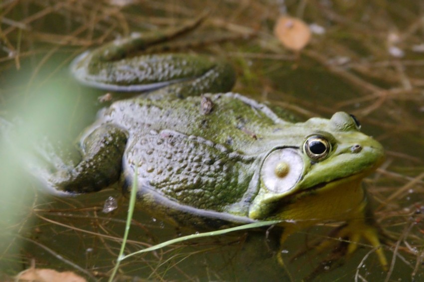 a frog is sitting in the water and looking at the camera