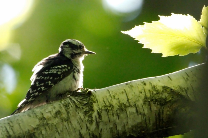 a small bird sitting on top of a tree branch