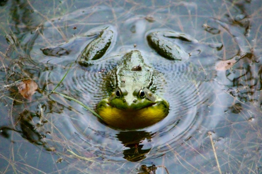 a frog is swimming in a pond with a green object in its mouth rYGSkrjeq