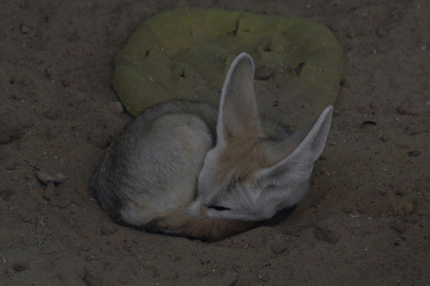 a small animal is curled up in the dirt