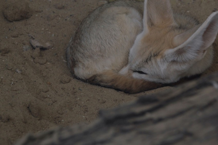 a baby fox is curled up in the sand