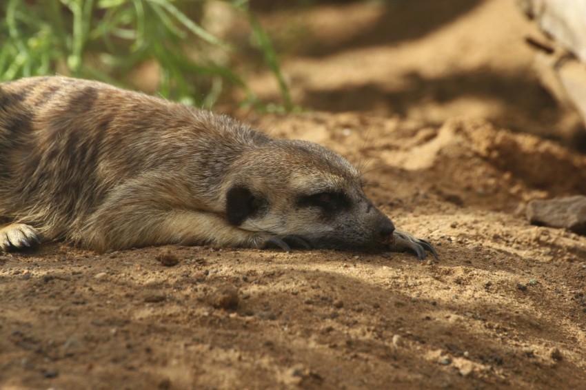 a brown and white animal laying on top of a dirt field