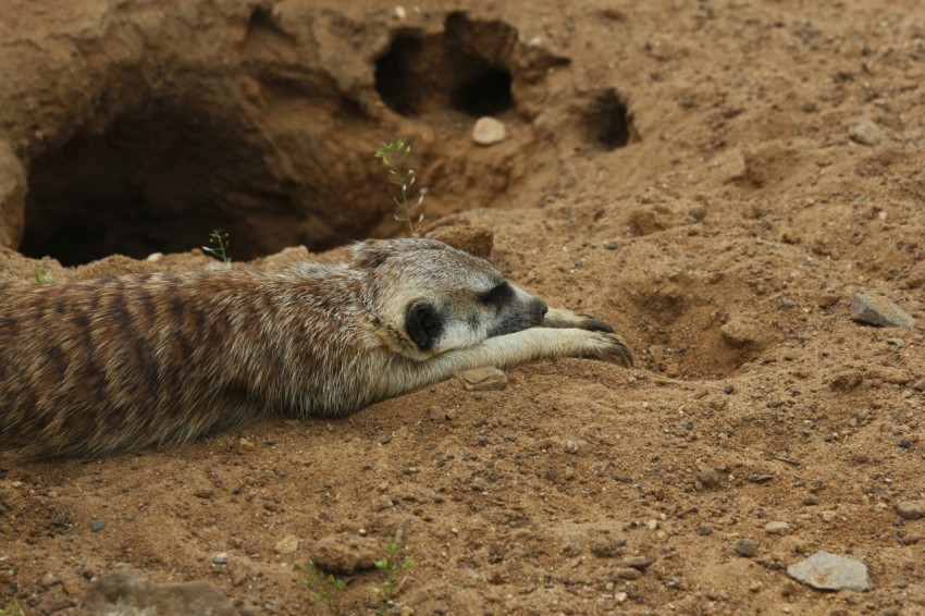 a dead animal laying in the dirt near a hole