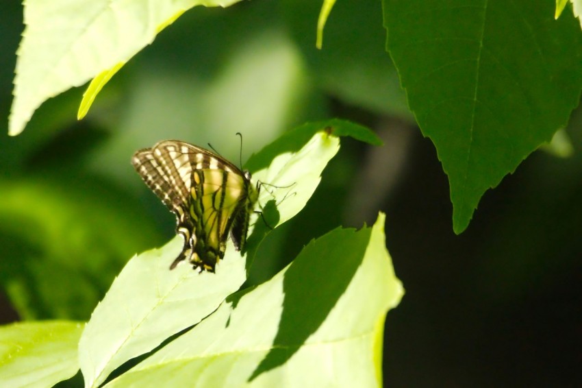 a butterfly sitting on top of a green leaf