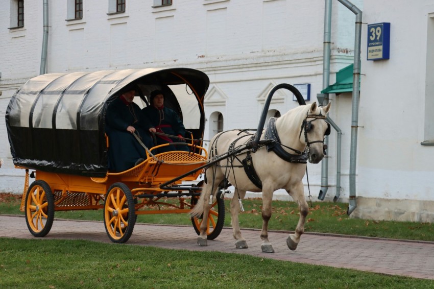 a horse pulling a carriage down a street