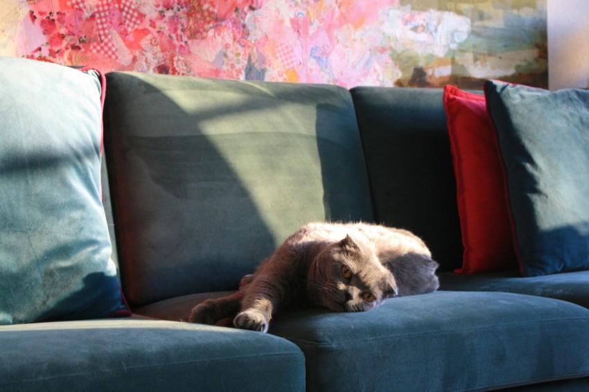 a cat laying on a blue couch in a living room