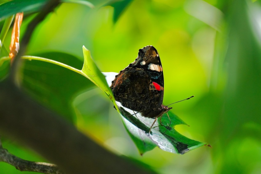 a butterfly sitting on top of a green leaf