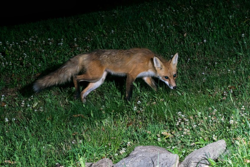 a couple of animals that are standing in the grass