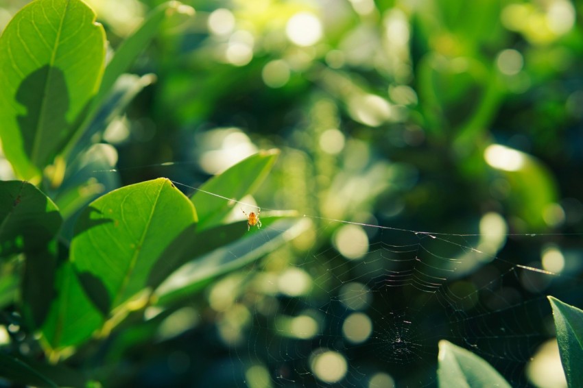 a blurry photo of leaves in the sunlight