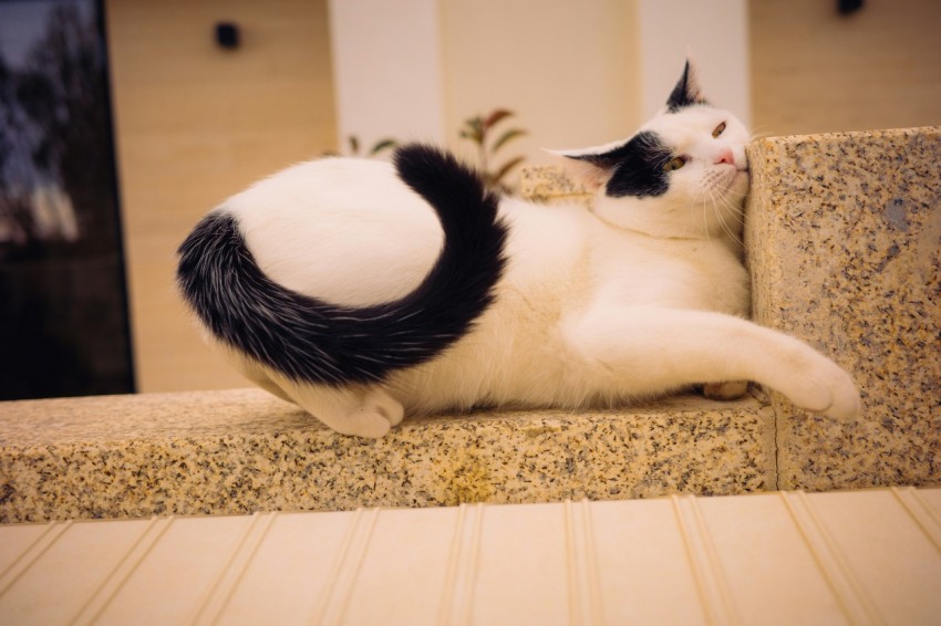 a black and white cat laying on top of a counter