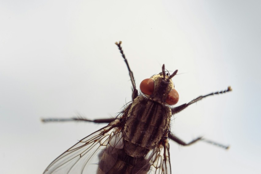 a close up of a fly on a leaf ckNgrc k