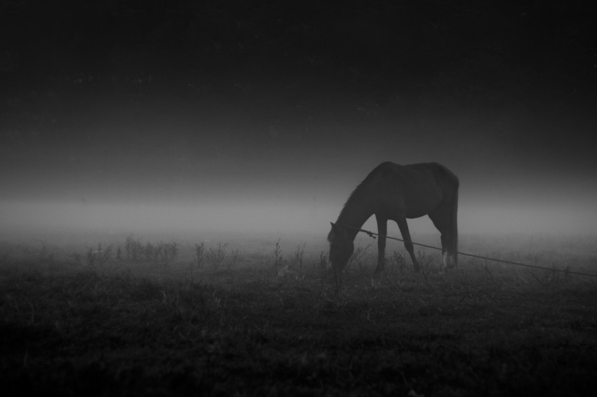 a black and white photo of a horse grazing in a field