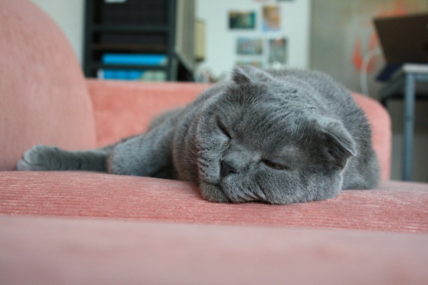 a gray cat sleeping on a pink couch