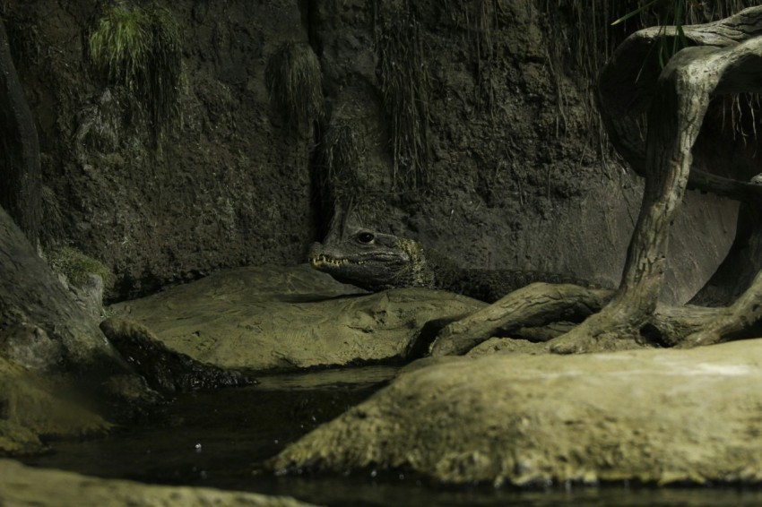 a dinosaur skeleton sitting on top of a rock next to a river