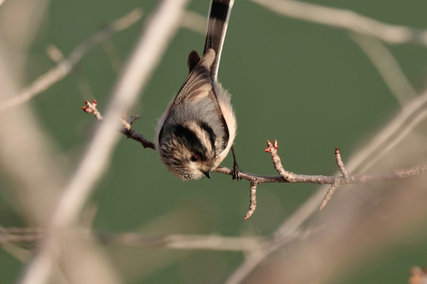 a bird perched on a branch of a tree