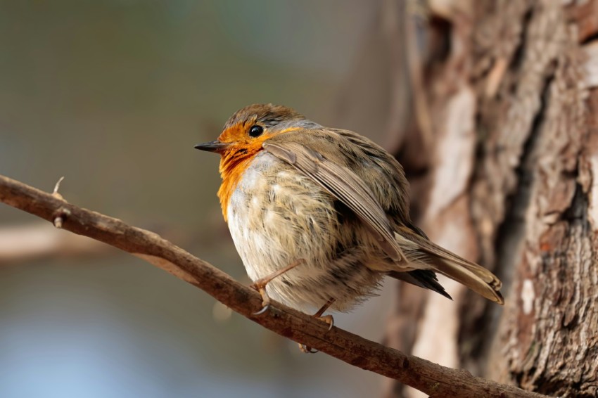 a small bird perched on a tree branch