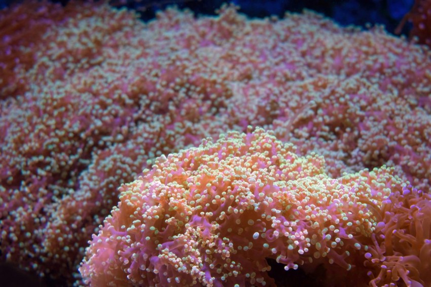 a close up of a pink and white sea anemone