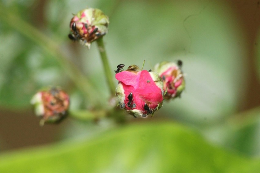 a close up of a pink flower on a green leaf A8