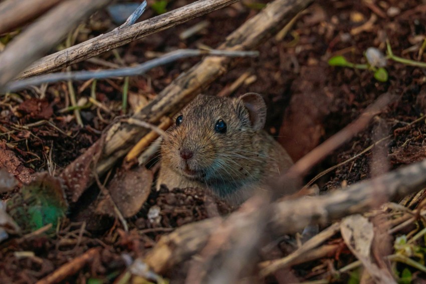 a small rodent is hiding in the dirt