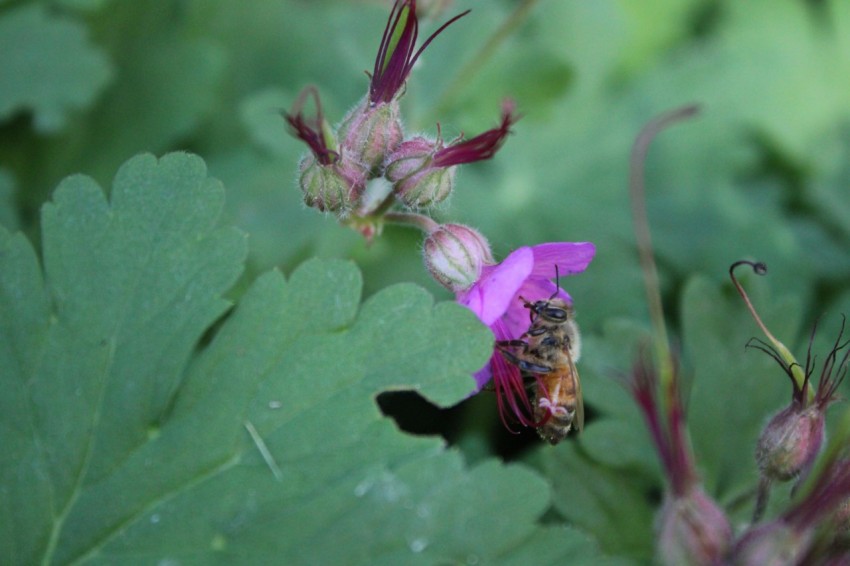 a close up of a flower with a bee on it