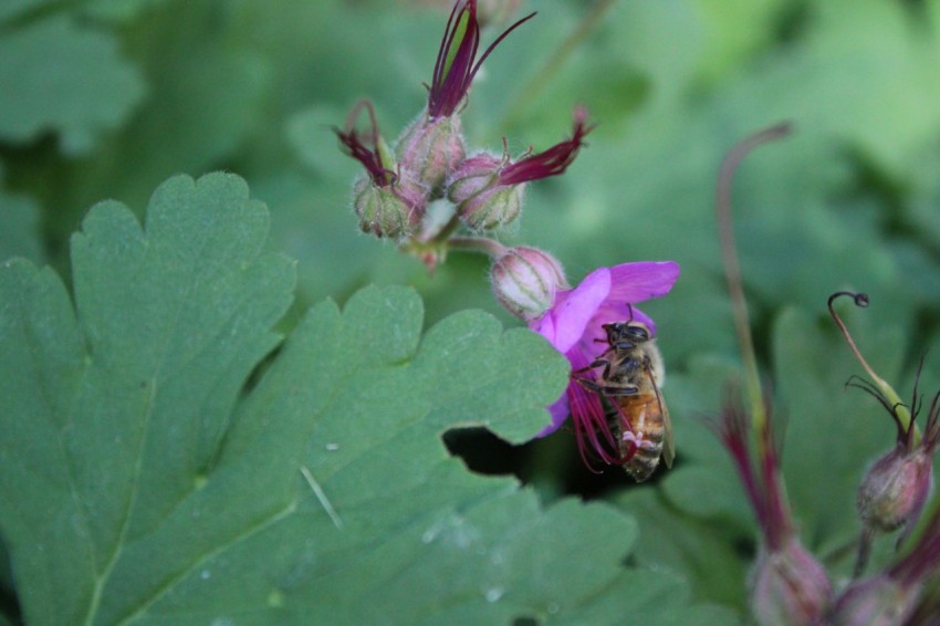 a close up of a flower with a bee on it