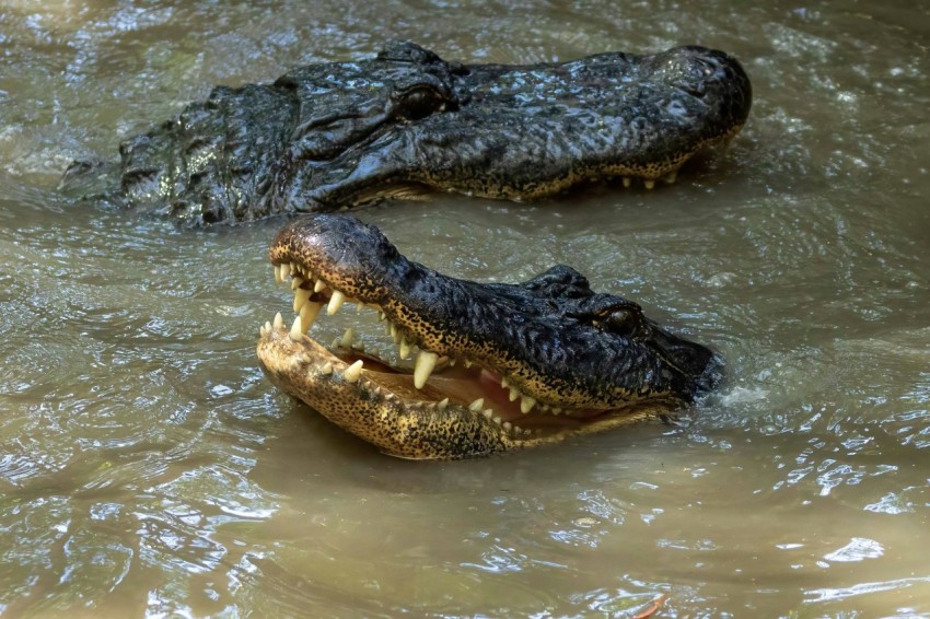 two alligators in a body of water with their mouths open