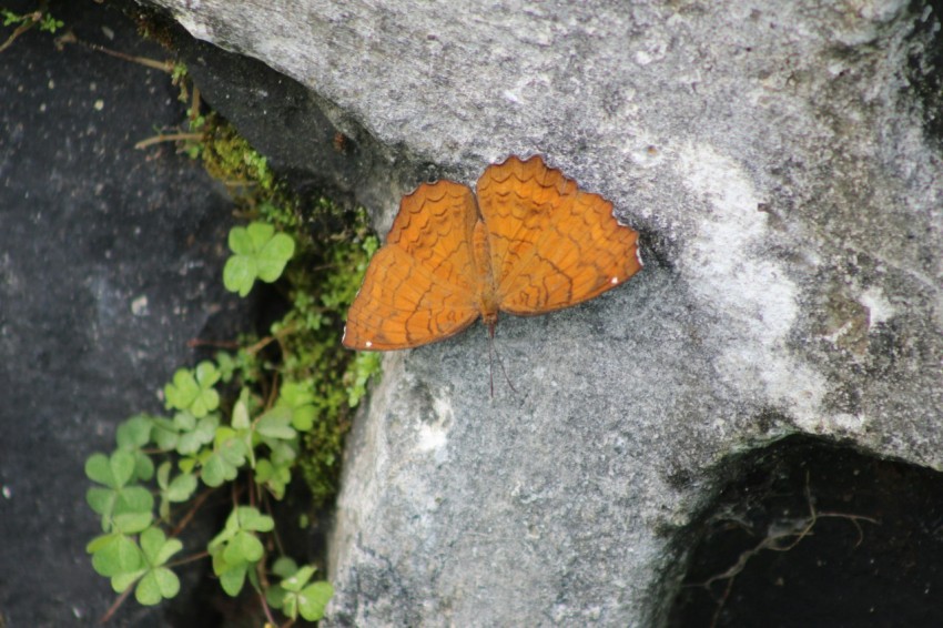 a small orange butterfly sitting on a rock