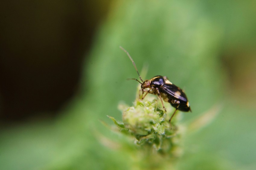 a close up of a bug on a plant