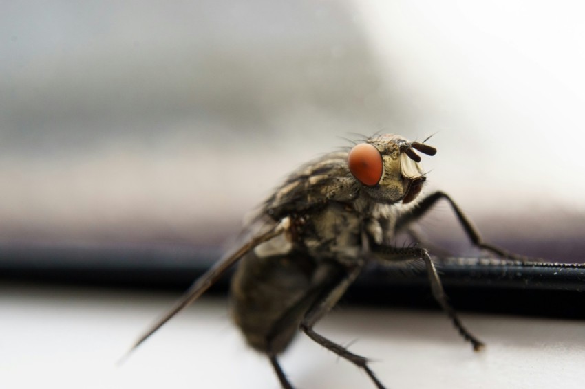 a fly sitting on top of a laptop computer