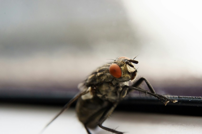 a close up of a fly on a table