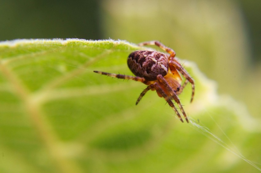 a close up of a spider on a leaf E9