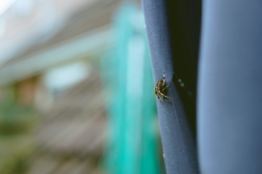 a bug is sitting on the side of a building