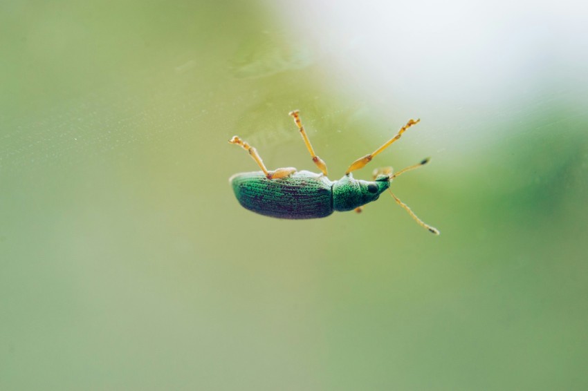 a green bug sitting on top of a leaf